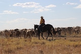 Melissa Mylrea on a horse driving a herd of cattle