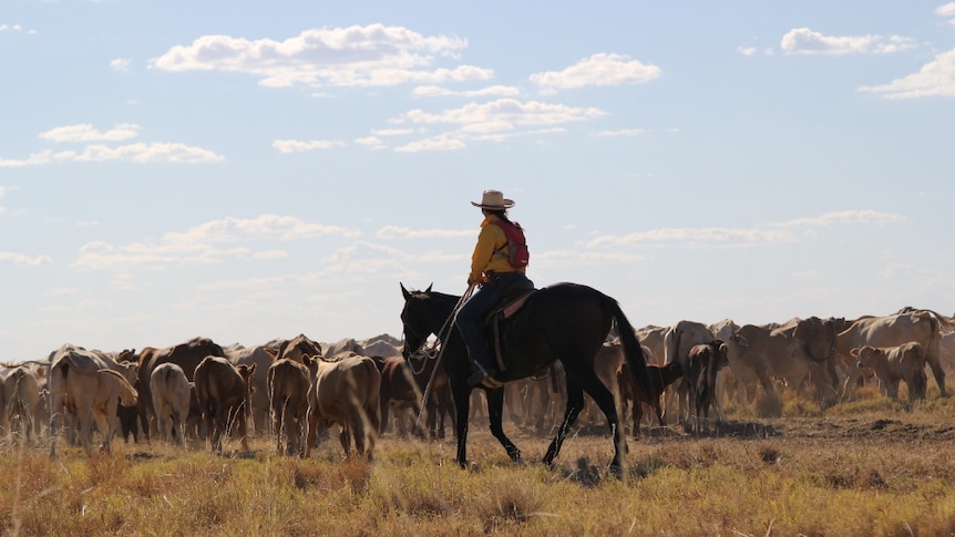 A young jilaroo on a horse driving a herd of cattle in the Northern Territory.