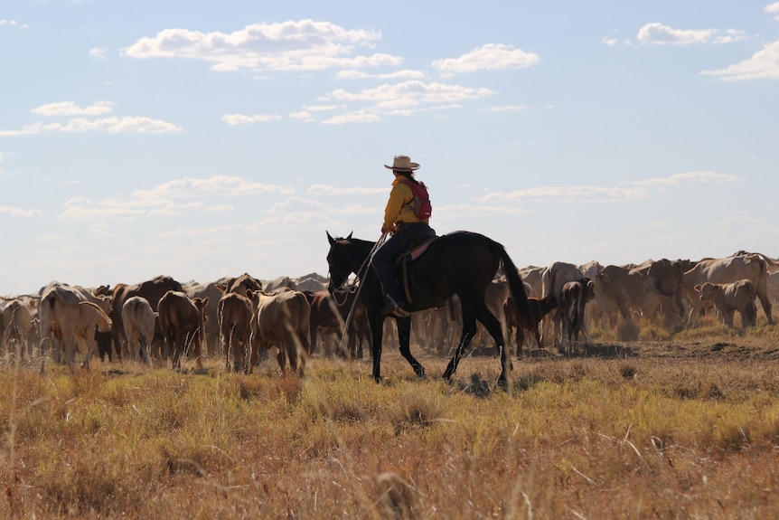 Melissa Mylrea on a horse driving a herd of cattle