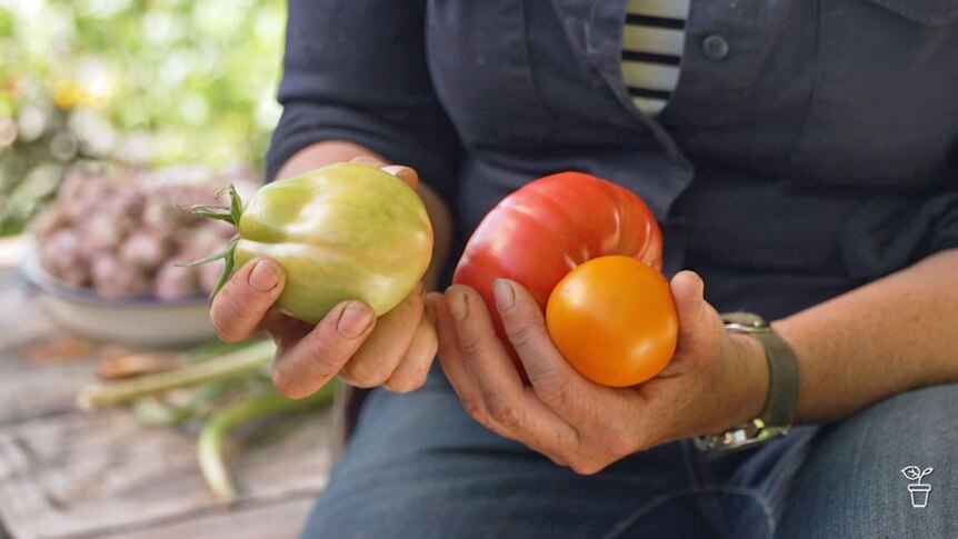 A person holding tomatoes.