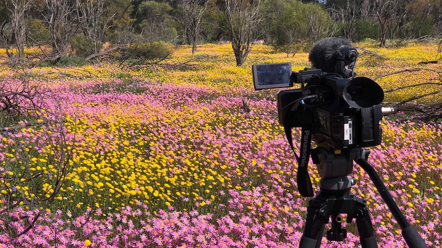 A P2 camera in a field of wildflowers in WA's Midwest.