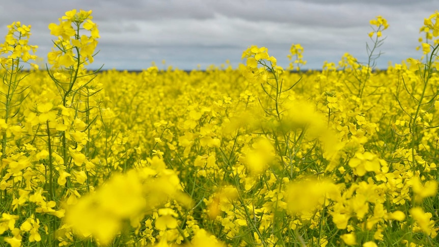 A close up of flowering canola under a cloudy sky