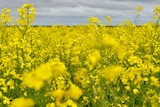 A close up of flowering canola under a cloudy sky