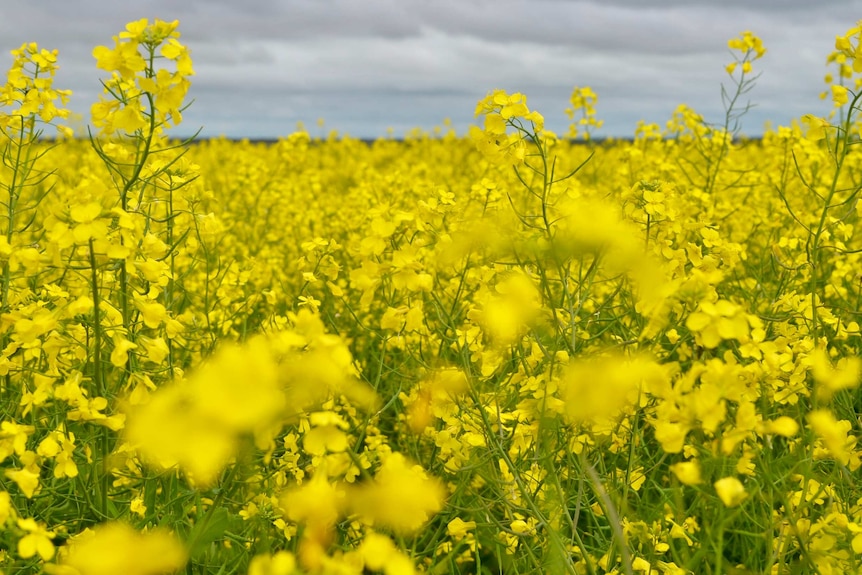 A close up of flowering canola under a cloudy sky.