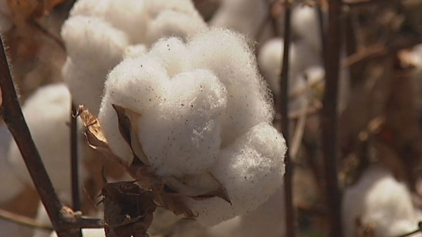 Close-up of a cotton plant
