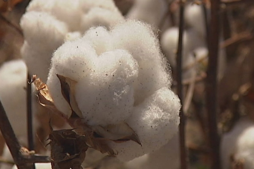 Close-up of a cotton plant