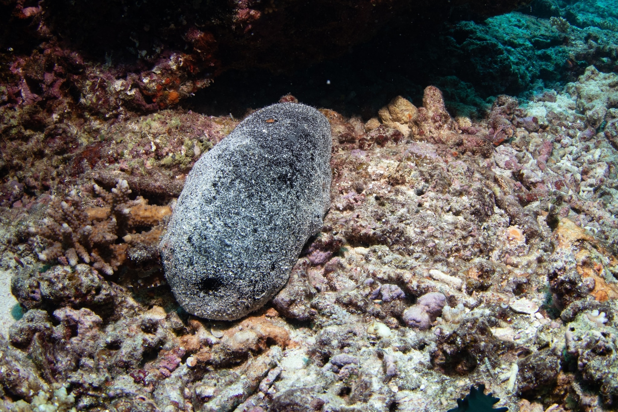 This strange sea animal is on menus, but it is disappearing from our reefs