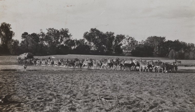 A huge team of donkeys pull a loaded wagon through the sands of the Fitzroy River