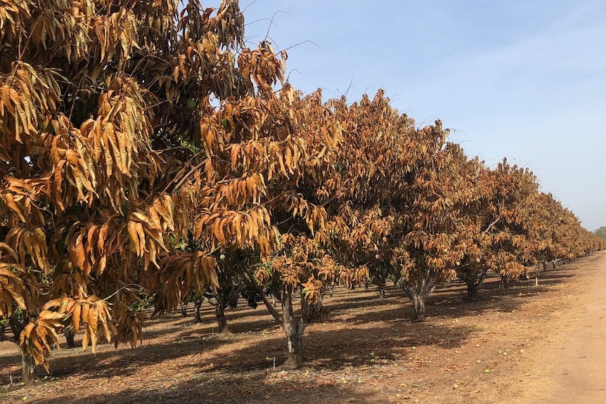 mango trees burnt by fire.