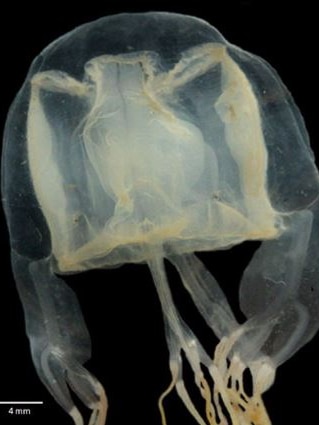 pygmy box jellyfish