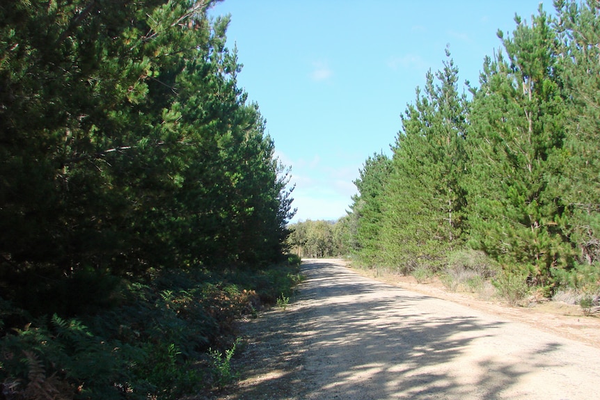 Skyline Tieir pine plantation and the bush beyond