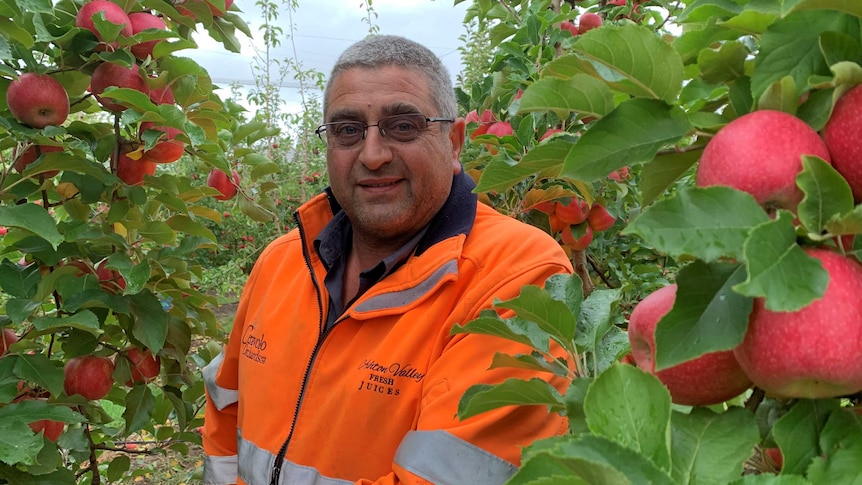 A man in a high-vis shirt surrounded by Pink Lady apples in an orchard.
