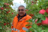 A man in a high-vis shirt surrounded by Pink Lady apples in an orchard.