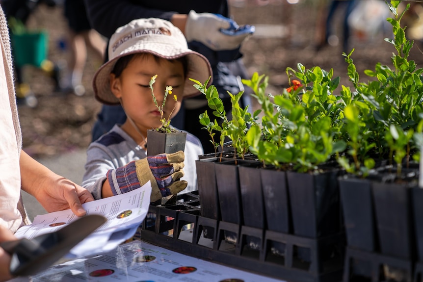 Small boy looks at tree seedlings