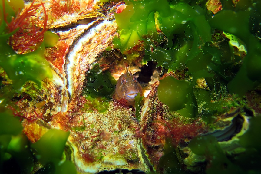 Kelp growing in an artificial forest.