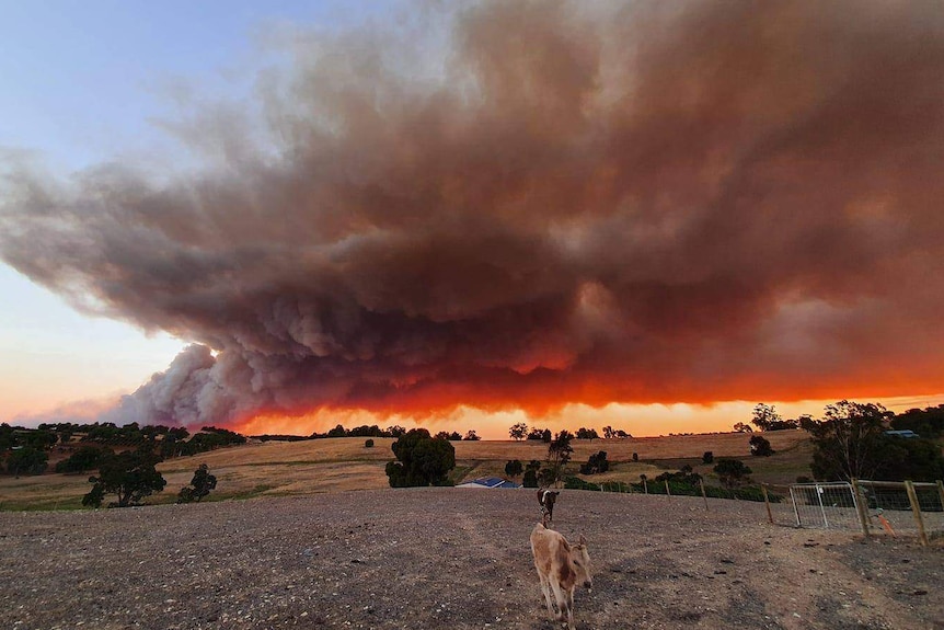 A massive fire and smoke rises above a rural property with a cow in the foreground