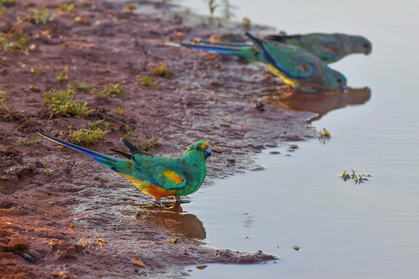 Mulga Parrots