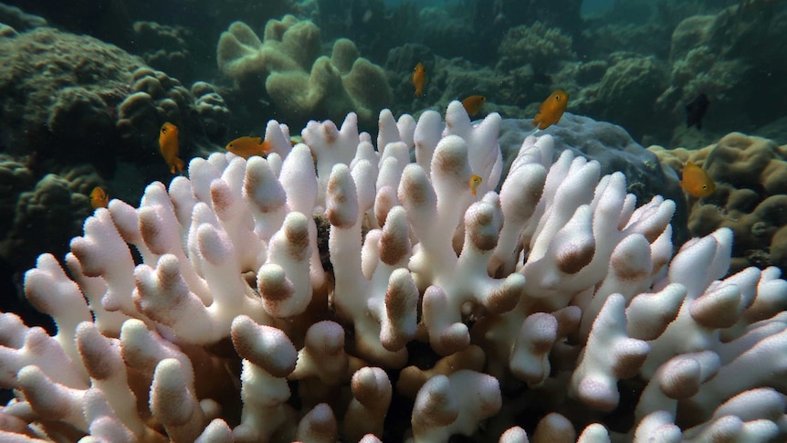 Bleached coral on the great barrier reef, with small orange fish swimming around it.