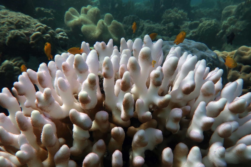 Bleached coral on the great barrier reef, with small orange fish swimming around it.