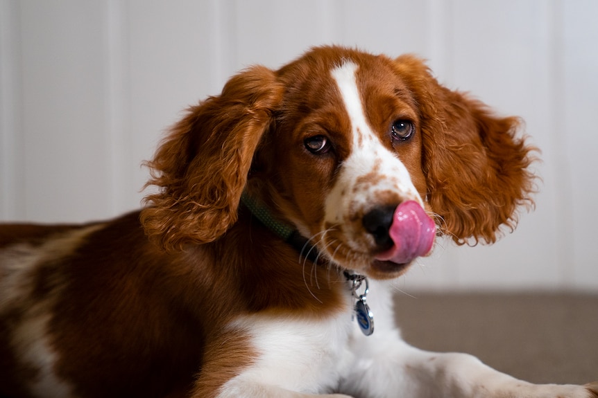 A Welsh Springer Spaniel licks her lips, showing that dogs are flexible when it comes to finding the right pet food for them