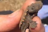 Eastern long-necked turtle hatchling