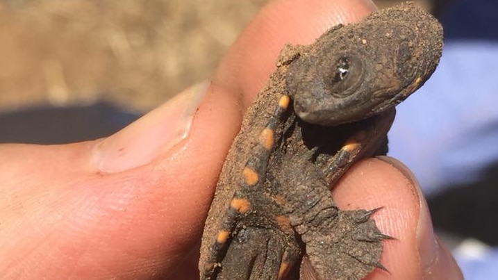 Eastern long-necked turtle hatchling