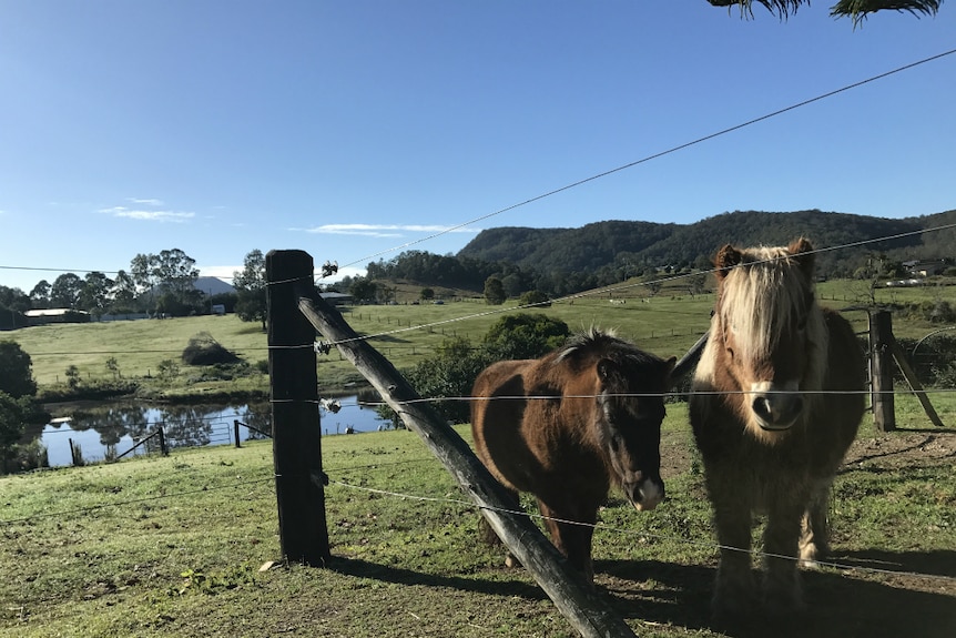 Two ponies looking at the camera from behind strands of wire, with a dam and wooded range in the distance.