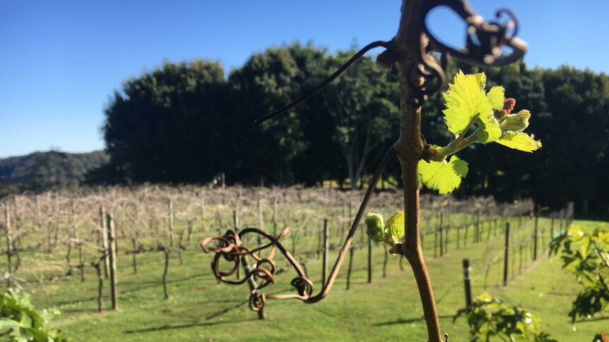 A grape vine with fresh growth in the foreground, with the vines in the background.