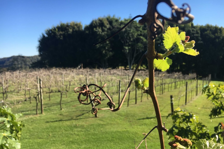 A grape vine with fresh growth in the foreground, with the vines in the background.