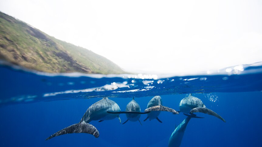 A pod of dolphins