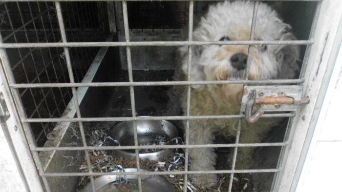 A curly-haired dog looks out from a dirty cage