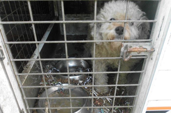 A curly-haired dog looks out from a dirty cage