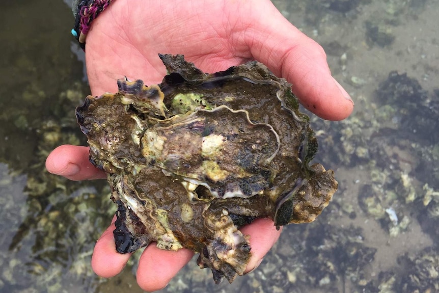 close up of wild pacific oyster