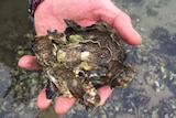 close up of wild pacific oyster