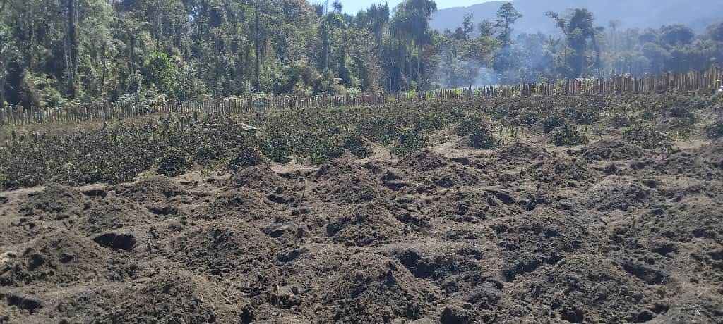 Mounds of dirt from freshly planted crops sit in the sun.