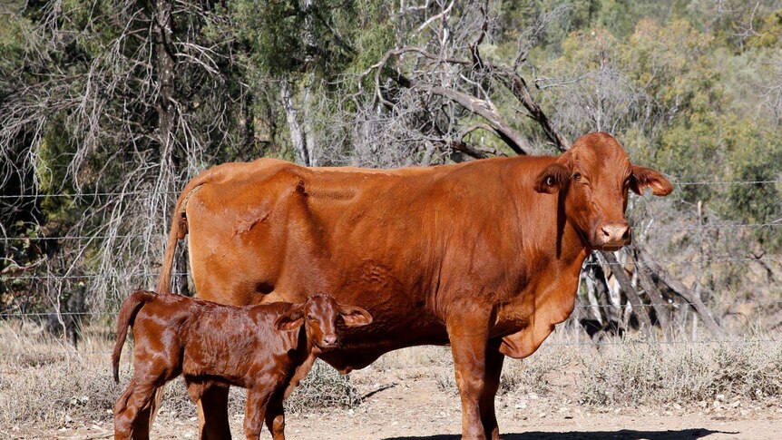 Brown cow stands beside calf