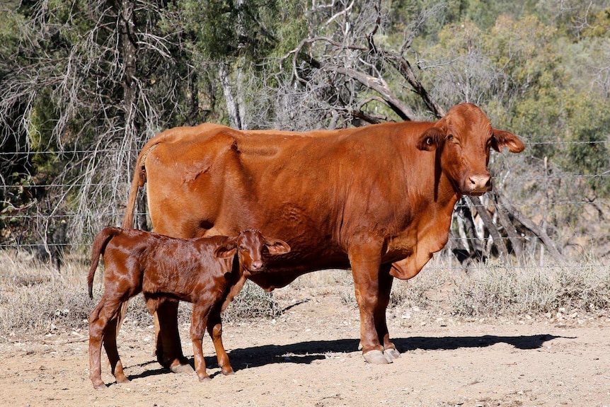 Brown cow stands beside calf