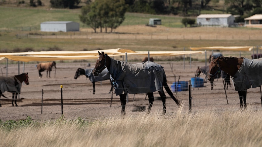Horses wearing coats in a paddock.