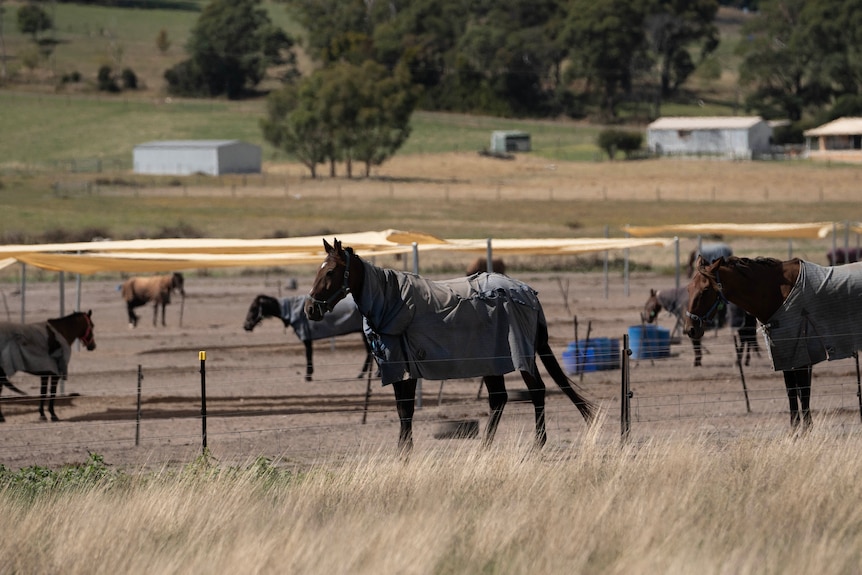 Horses wearing coats in a paddock.