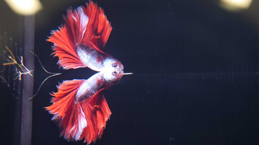 Close up artistic photo of decorative Siamese fighting fish