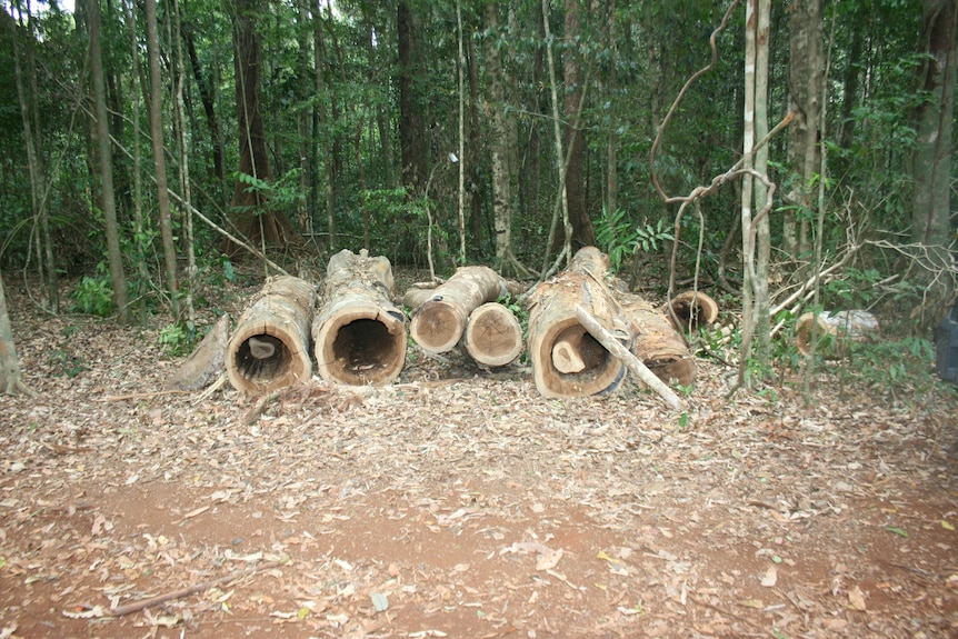 pila de troncos en el bosque