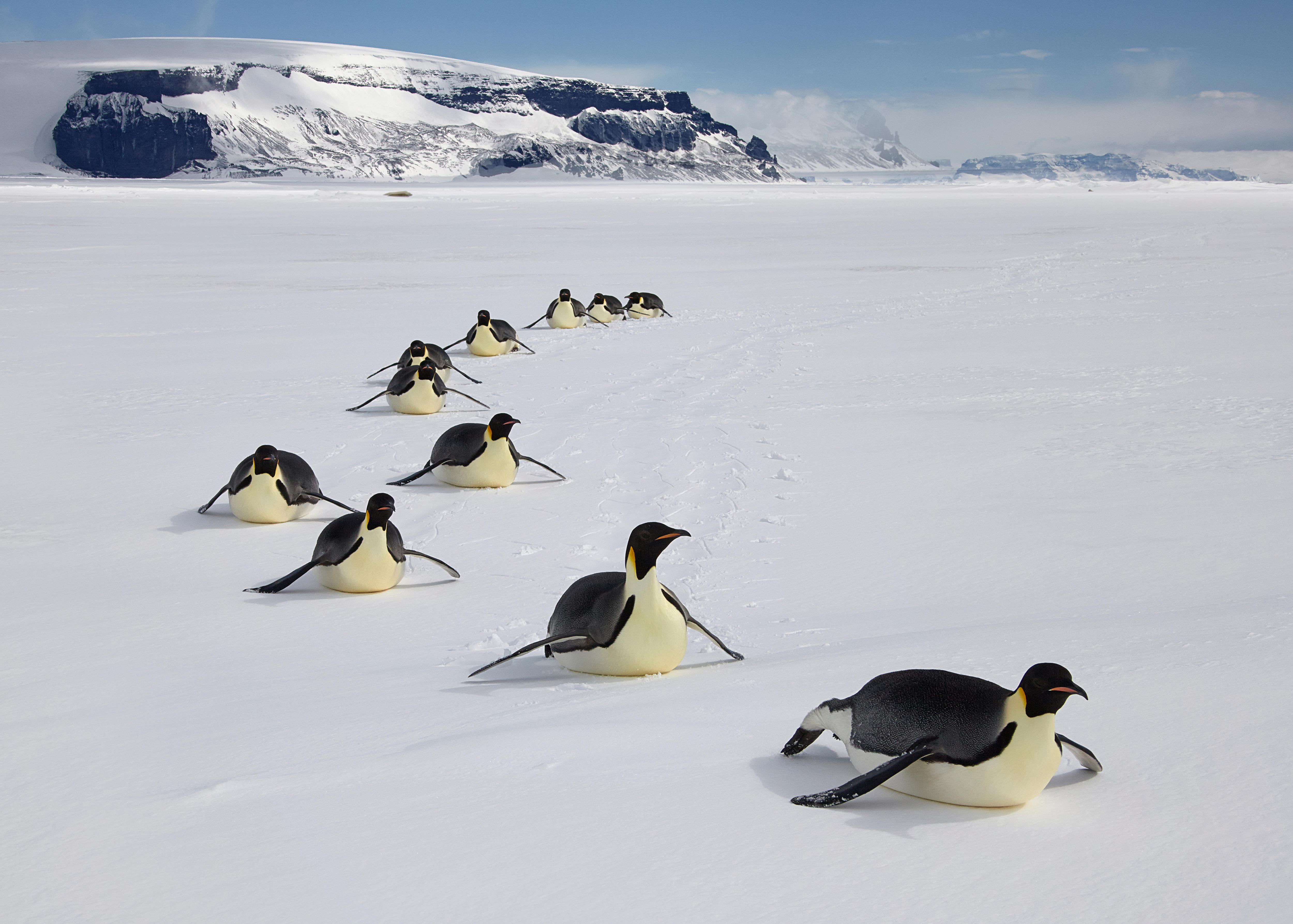 Eleven black and white penguins slide along ice in a row.