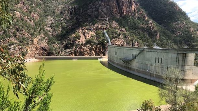 The water at Lake Burrinjuck is green at the top of the dam.