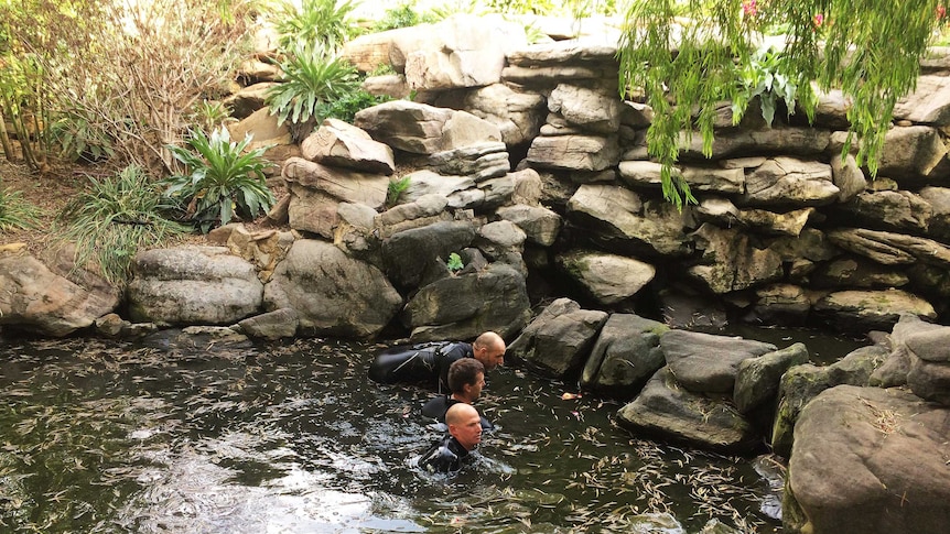 Divers in Veale Park pond