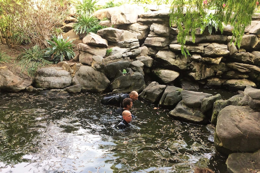 Police divers in the Veale Gardens pond.