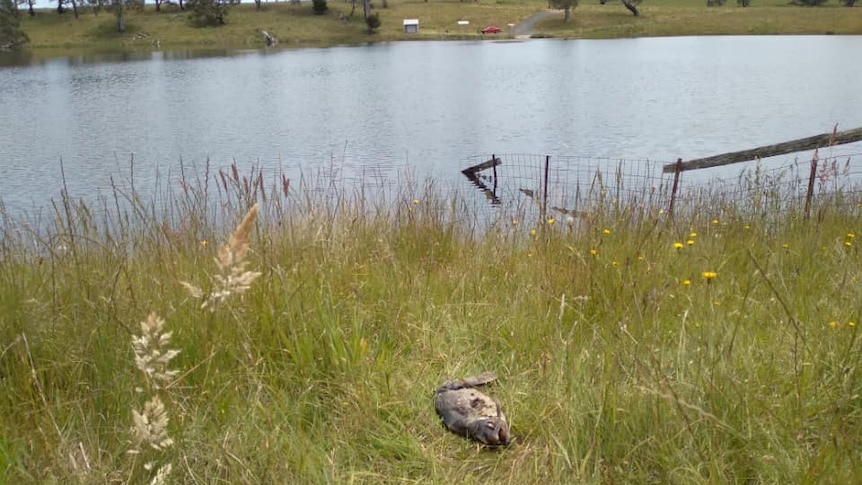 A dead fish on the edge of a lake.