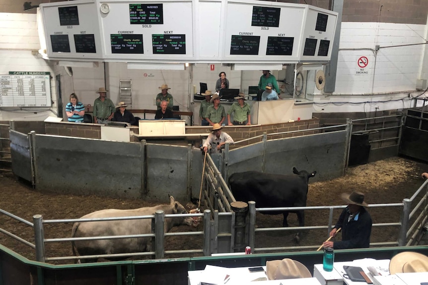 Two steer in pens with people behind on a platform selling them looking towards the buyers.