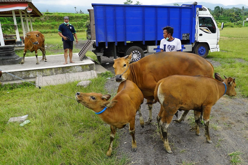 People evacuate their cattle by getting them onto trucks.