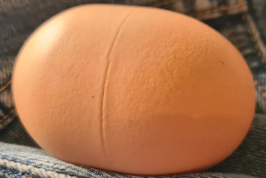 A capsule-shapd egg with a line around its centre