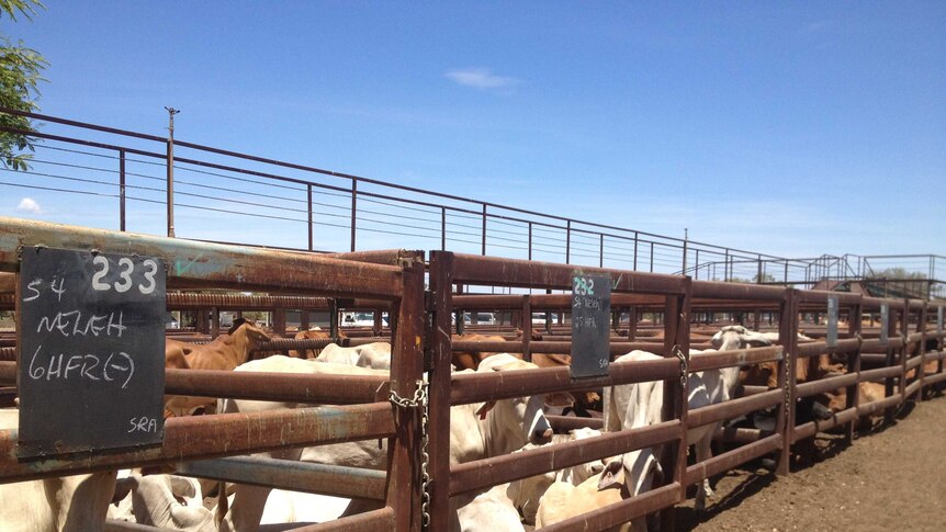 The normally busy Longreach cattle saleyards are empty